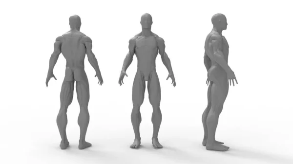 3D-weergave van een mannelijke anatomie medische modelleren weergave van de mens. Meerdere geïsoleerde uitzichten. Silhouet — Stockfoto