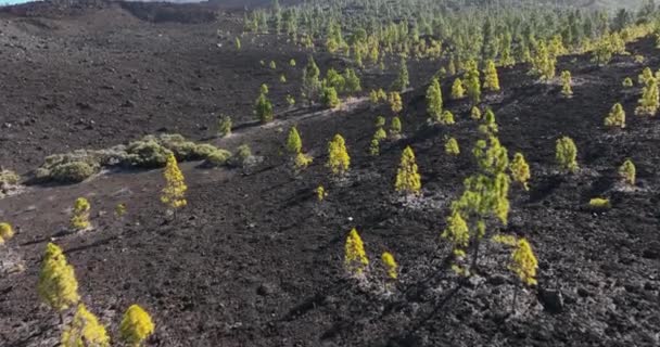 エルTiede火山岩の風景国立公園。荒石火山の風景。晴れた日には崖の風景の中に光の緑の木。テネリフェ島,スペイン,カナリア諸島, — ストック動画