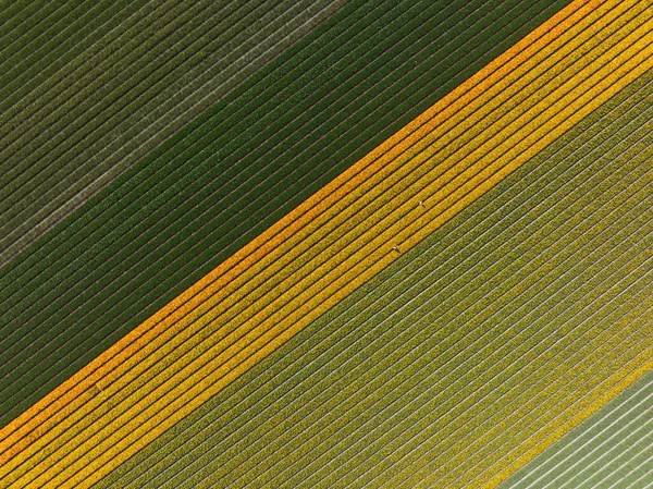 Spring sunny tulip flower field. Touristic attraction in The Netherlands in spring time. Agriculture seasonal fresh dutch floral field. — Stock Photo, Image