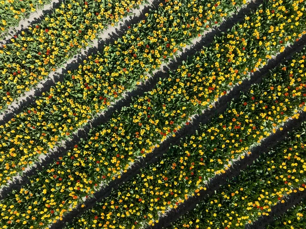 Primavera campo di fiori di tulipano soleggiato. Attrazione turistica nei Paesi Bassi in primavera. Agricoltura fresco campo floreale olandese stagionale. — Foto Stock