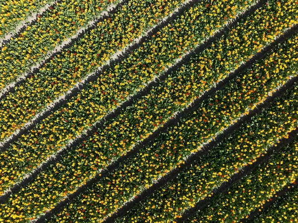 Primavera campo di fiori di tulipano soleggiato. Attrazione turistica nei Paesi Bassi in primavera. Agricoltura fresco campo floreale olandese stagionale. — Foto Stock