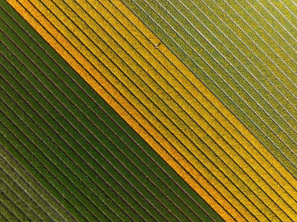Весеннее солнечное цветочное поле из тюльпана. Туристическая достопримечательность в Нидерландах весной. Сельское хозяйство сезонное свежее голландское цветочное поле. — стоковое фото
