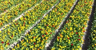 Hollanda 'nın ilkbaharında çiçek ve lale parlak renkli çiçek tarlaları. Hollanda. Kırsal Botanik çiçek tarlalarında taze yeşil bitki örtüsü. Hava aracı görünümü.