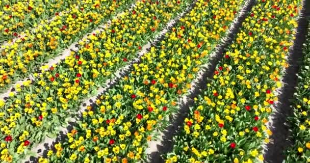 Flower and tulip vibrant bright colored blossom fields in springtime the Netherlands. Holland. Fresh green plant flora at the countryside botany flower fields. Aerial drone view. — Stok video