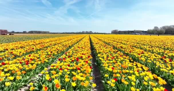 Fiore e tulipano vivaci campi di fiori colorati in primavera nei Paesi Bassi. Olanda. flora vegetale verde fresca nei campi di fiori botanici di campagna. Vista aerea drone. — Video Stock