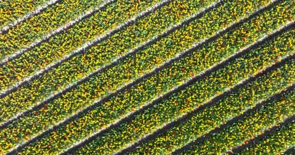 Flower and tulip vibrant bright colored blossom fields in springtime the Netherlands. Holland. Fresh green plant flora at the countryside botany flower fields. Aerial drone view. — Stockvideo
