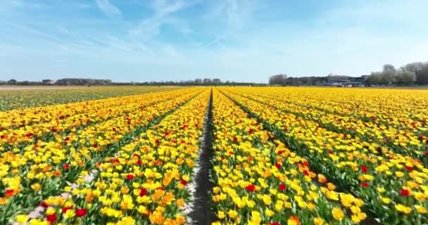 Kwiat i tulipan Å ¼ ywe jasne kolorowe pola kwiatowe wiosnÄ w Holandii. Holandia. Świeża zielona roślina flora na wiejskich polach botanicznych kwiatów. Widok drona z powietrza. — Wideo stockowe