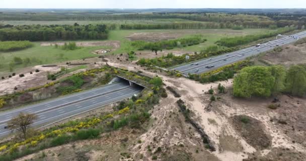 Ecoduct ecopassage or animal bridge crossing over the A12 highway in the Netherlands. Structure connecting forrest ecology landscape over the freeway — Stockvideo