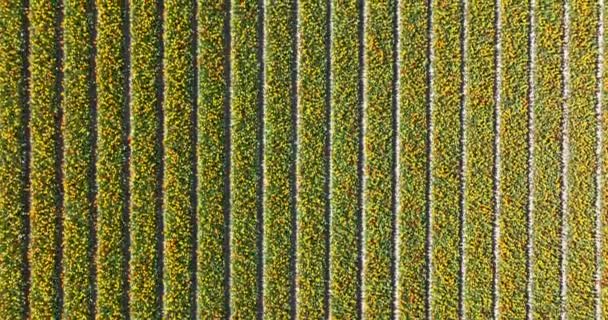 Flower and tulip vibrant bright colored blossom fields in springtime the Netherlands. Holland. Fresh green plant flora at the countryside botany flower fields. Aerial drone view. — стоковое видео
