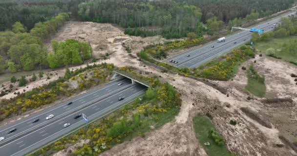 Ecoduct ecopassage or animal bridge crossing over the A12 highway in the Netherlands. Structure connecting forrest ecology landscape over the freeway — Stockvideo