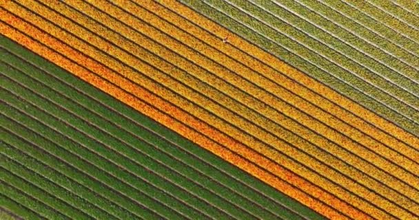 Flower and tulip vibrant bright colored blossom fields in springtime the Netherlands. Holland. Fresh green plant flora at the countryside botany flower fields. Aerial drone view. — Stockvideo