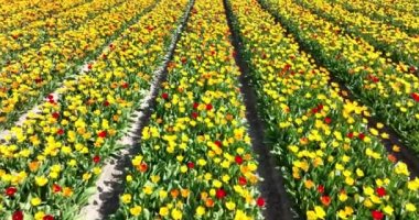Flower and tulip vibrant bright colored blossom fields in springtime the Netherlands. Holland. Fresh green plant flora at the countryside botany flower fields. Aerial drone view.
