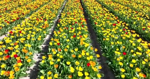 Virág és tulipán élénk fényes színes virágos mezők tavasszal Hollandiában. Hollandiában. Friss zöld növény növény növény a vidéki botanikus virág mezők. Légi drónra néző. — Stock videók