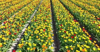 Hollanda 'nın ilkbaharında çiçek ve lale parlak renkli çiçek tarlaları. Hollanda. Kırsal Botanik çiçek tarlalarında taze yeşil bitki örtüsü. Hava aracı görünümü.