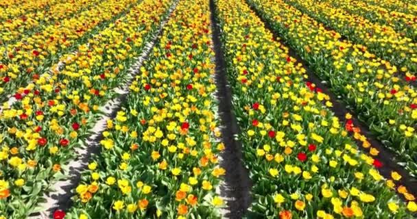 Flower and tulip vibrant bright colored blossom fields in springtime the Netherlands. Holland. Fresh green plant flora at the countryside botany flower fields. Aerial drone view. — Stockvideo