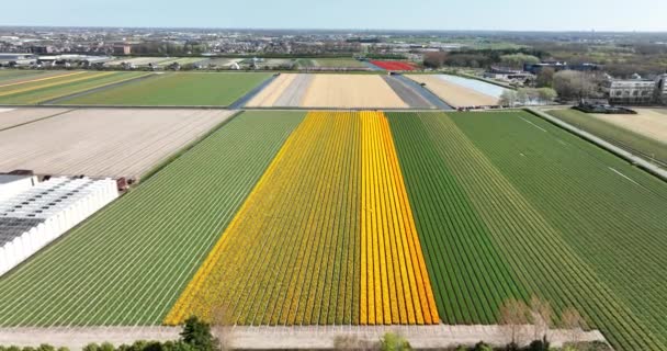 Flower and tulip vibrant bright colored blossom fields in springtime the Netherlands. Holland. Fresh green plant flora at the countryside botany flower fields. Aerial drone view. — Stok video