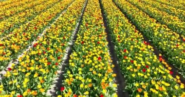 Hollanda 'nın ilkbaharında çiçek ve lale parlak renkli çiçek tarlaları. Hollanda. Kırsal Botanik çiçek tarlalarında taze yeşil bitki örtüsü. Hava aracı görünümü.