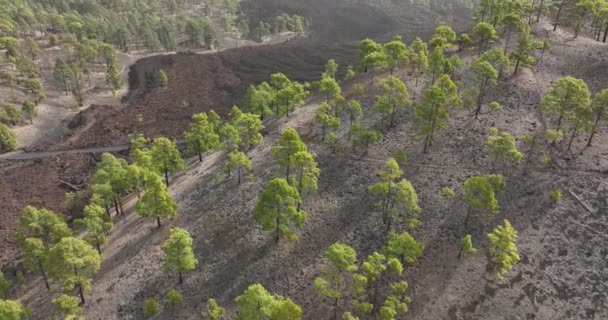 Канарские Острова Тенерифе Вулканический Ландшафт Национального Парка Тейде Воздушный Беспилотник — стоковое видео