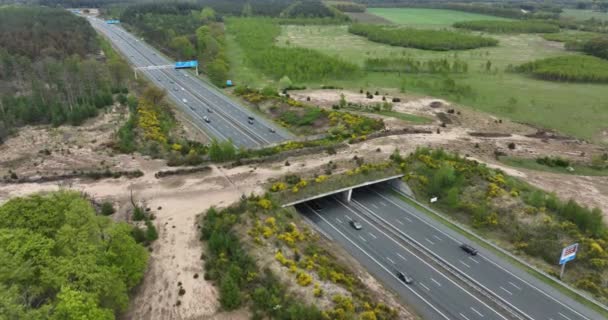 A12 고속도로를 횡단하는 — 비디오
