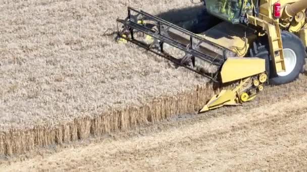 Combine Harvester Agriculture Farm Land Grain Harvest Machinery Golden Colored — Stockvideo