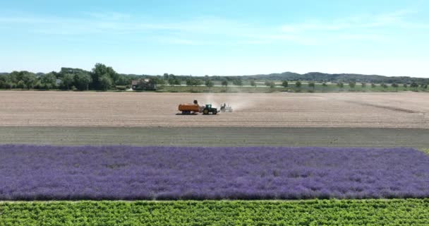 Вирощування Врожаю Тіла Збирає Овочі Цибулевих Фермерів Роботі Допомогою Трактора — стокове відео