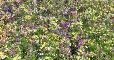 Flower field flora garden nature landscpae fly over. Rural blloming flowerbed blossom and bloom. Springtime and summer colored flowers farmland.