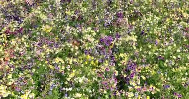 Flower Field Flora Garden Nature Landscpae Fly Rural Blloming Flowerbed — Stock videók