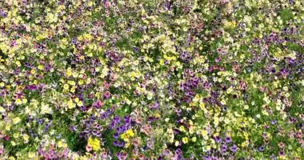 Flower Field Flora Garden Nature Landscpae Fly Rural Blloming Flowerbed — Video