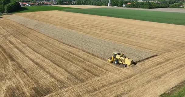 Combine Harvester Agriculture Farm Land Grain Harvest Machinery Golden Colored — Wideo stockowe