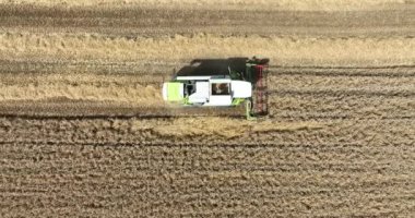 Meteren, 3th of August 2022, The Netherlands. Claas agricultural machinery. combine harvester agriculture farm land grain harvest machinery in action on a golden colored field farming industry.