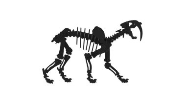 Smilodon iskeleti ya da kılıç dişli kaplan, Felidae familyasından bir etobur cinsi olup Pleistosen 'in sonunda soyu tükenmiştir. Siluet çizimi. Model