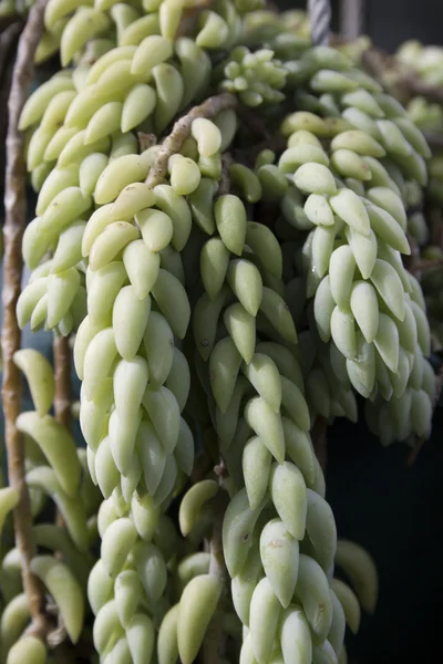 Succulent Plant Closeup — Stock Photo, Image