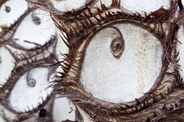 açık göz ve kirpik ağaç kök