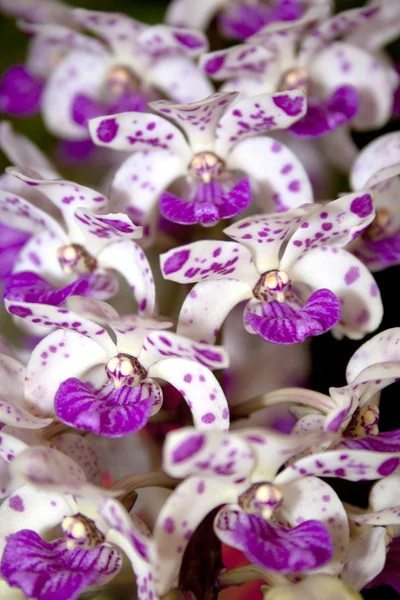 Flores de orquídea rosa e branca — Fotografia de Stock