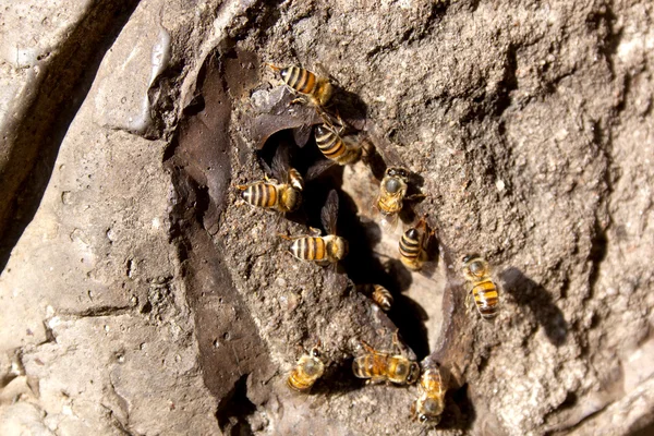 蜜蜂蜂巢的入口 — 图库照片