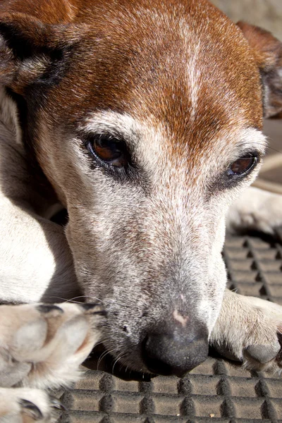 Old Grey Jack Russell — Stock Photo, Image