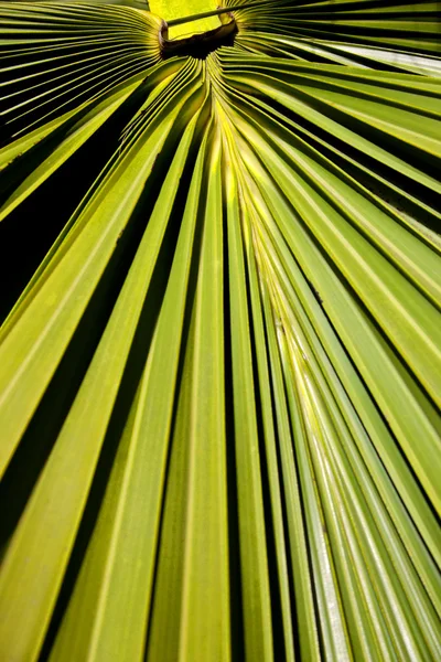 Abstract Palm Frond Leaf Texture — Stock Photo, Image