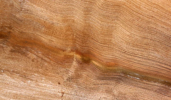 Textura de madera de fronda de palma abstracta — Foto de Stock