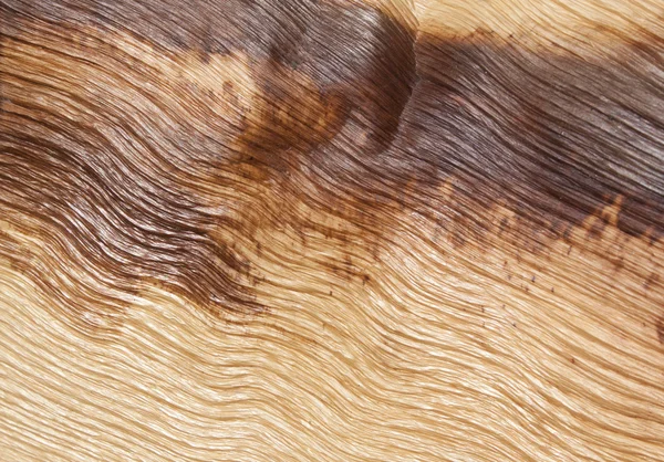 Textura de madera de fronda de palma abstracta — Foto de Stock