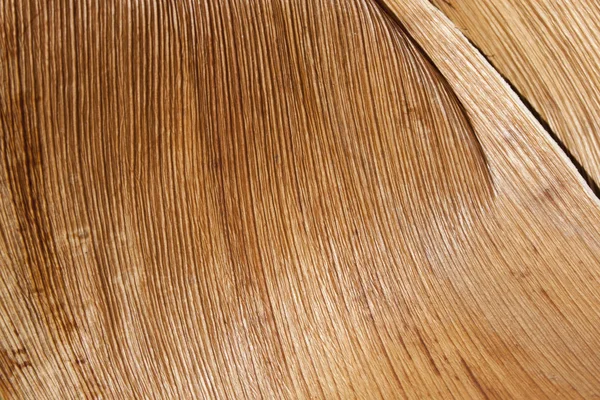 Abstrakt palm ormbunksblad trä textur — Stockfoto
