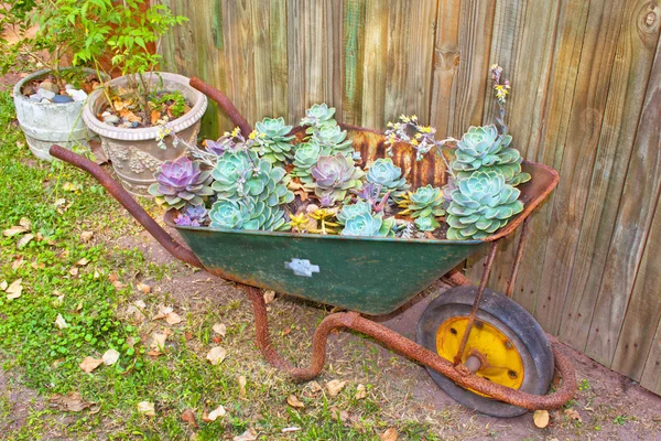 Wheelbarrow With Desert Roses — Stock Photo, Image