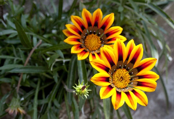 2 つの鮮やかなオレンジ色と黄色のデイジーの花 — ストック写真