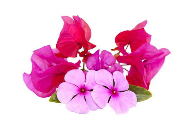 Affichage isolé décoratif de fleurs roses lumineuses — Photo