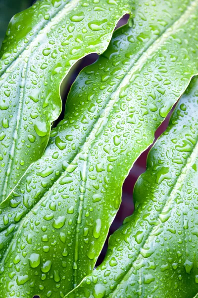 Résumé gros plan de feuilles de plantes vertes avec des gouttelettes de pluie — Photo