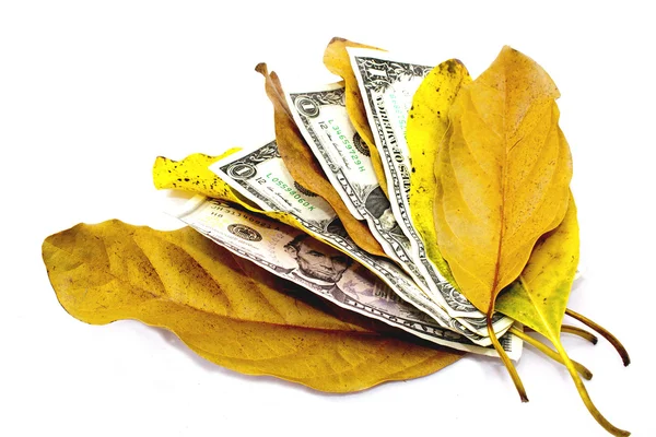 Four Dollar Bills Between Autumn Leaves — Stock Photo, Image