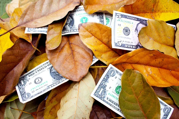 Scattered Dollar Bills Amongst Fallen Autumn Leaves — Stock Photo, Image