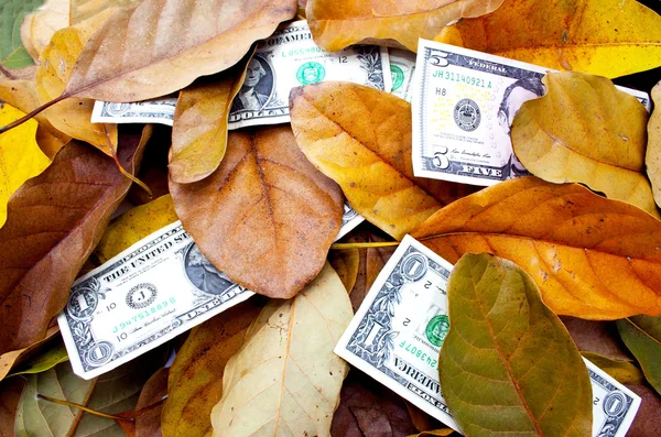 dağınık dolarlarına düşen sonbahar yaprakları arasında