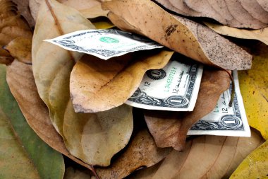 Üç dolar faturaları yığın sonbahar yaprakları