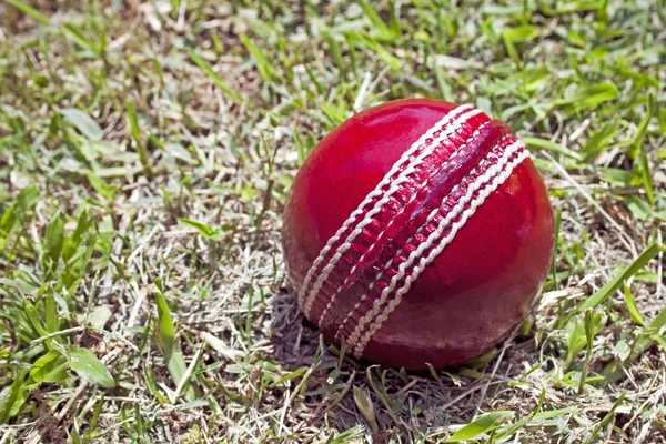 Bright Red Cricket Ball On Patchy Grass Lawn