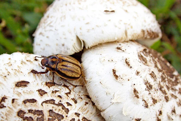 Extreme Close Up Of Beetle On Spotted Mushrooms — Stock Photo, Image